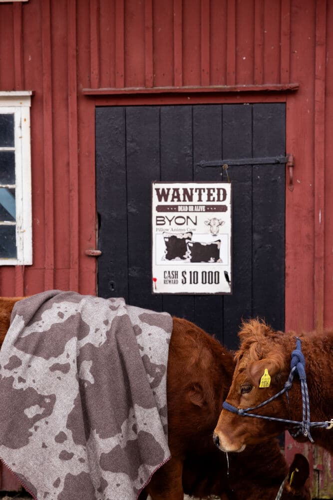 Pledd Anima cow, På modell 5