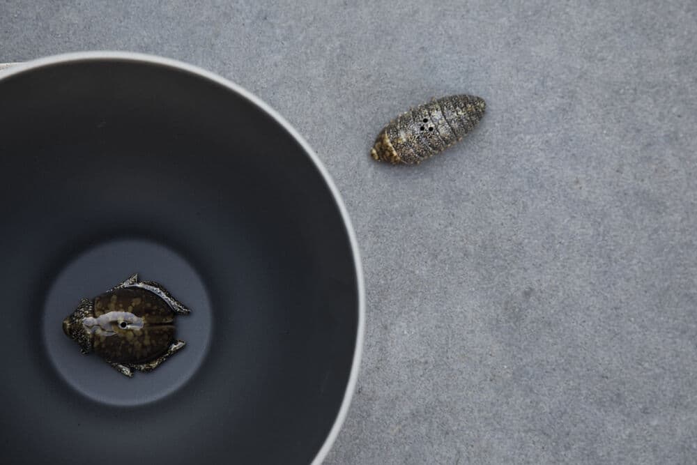 Salt & pepper Bug, På modell 3