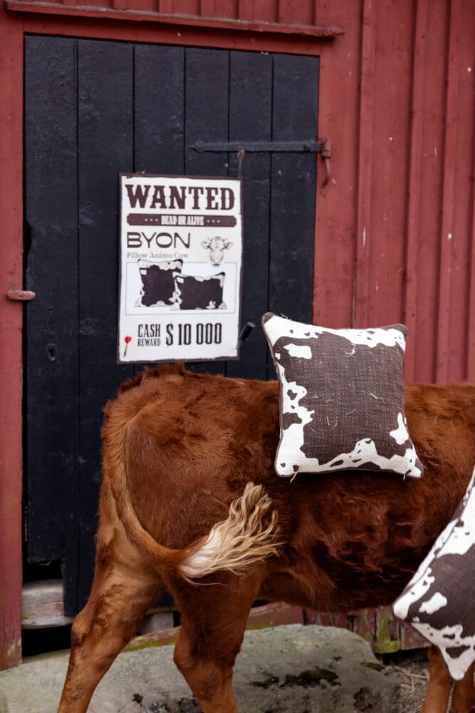 Pute Anima cow M, På modell 3